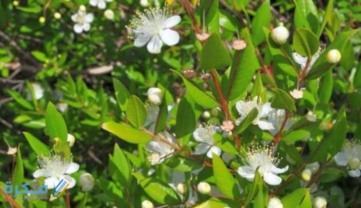 ما هي فوائد عشبة الاس للصحة 4 IMG ٢٠٢٠٠٩٠٧ ٠٠٠٢٥٠