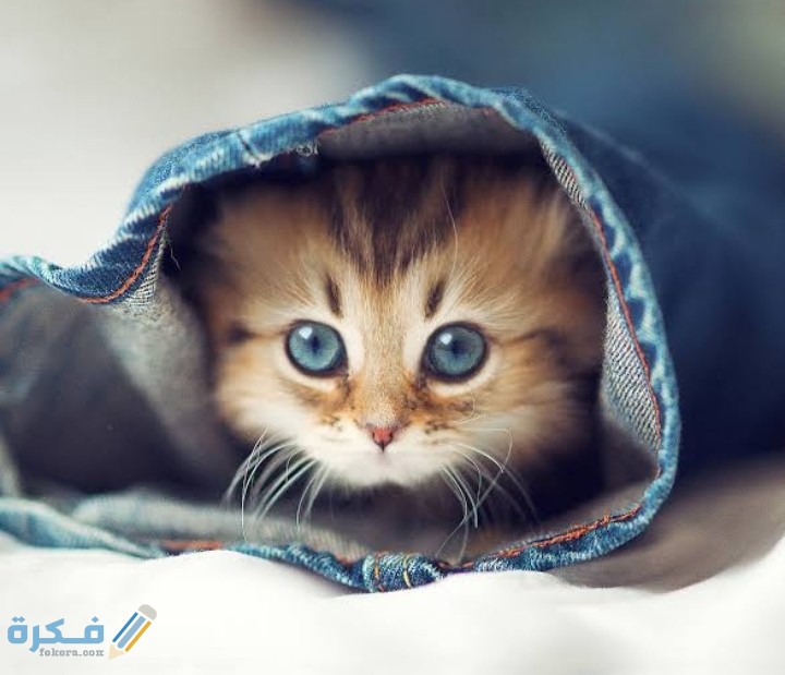 IMG ٢٠٢٠٠٩١٥ ٢١٠١١٥