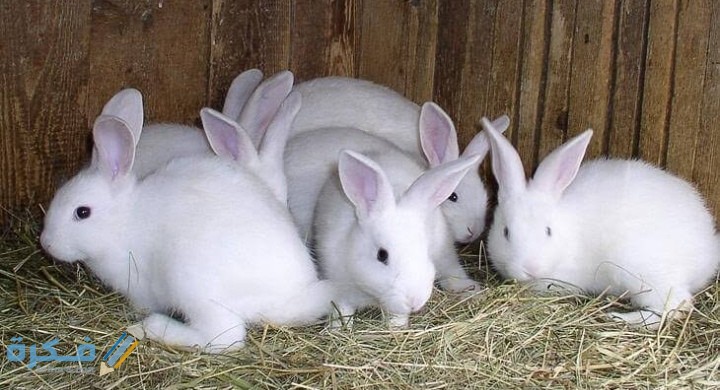 IMG ٢٠٢٠٠٩١٥ ٢١٠٣٥٨