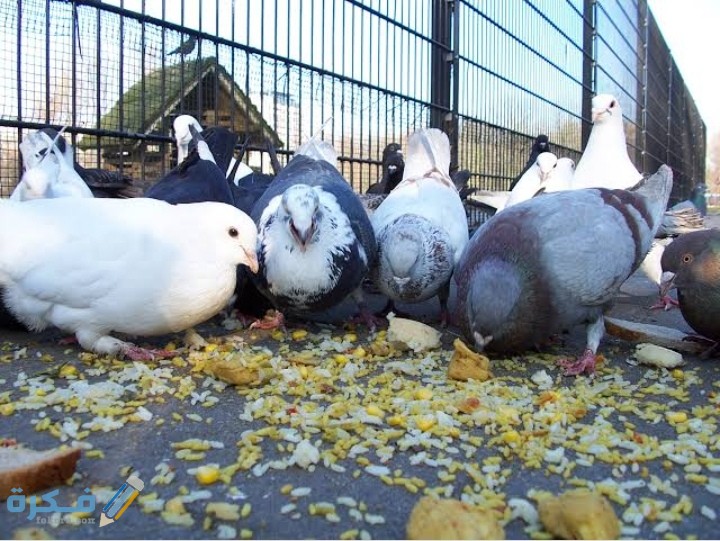 طرق تربية الحمام للمبتدئين 3 IMG ٢٠٢٠٠٩١٥ ٢١٠٥١٧