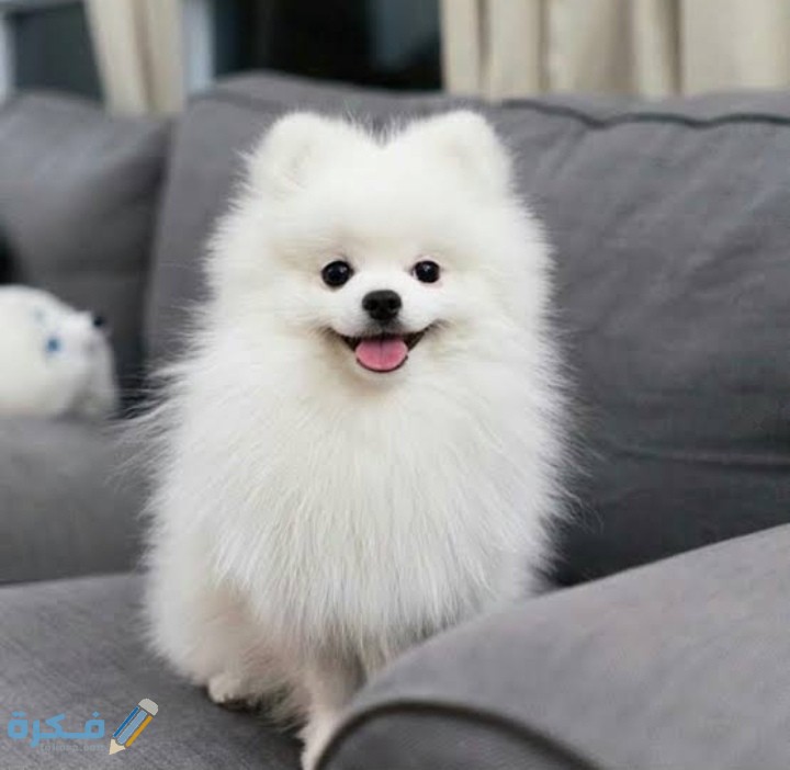 IMG ٢٠٢٠٠٩١٦ ٢٠٠٩٥٦