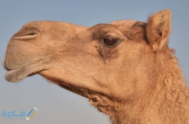 IMG ٢٠٢٠٠٩١٦ ٢٠١٠٢٨