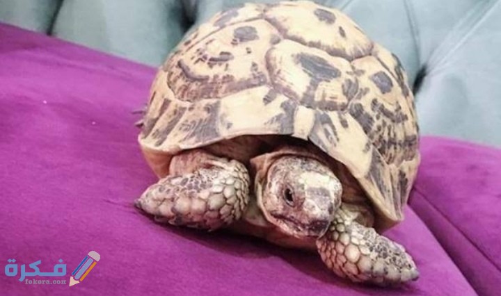 IMG ٢٠٢٠٠٩١٦ ٢٠١١٥٣