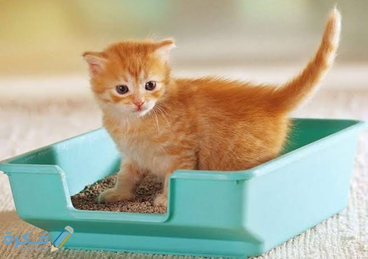 IMG ٢٠٢٠٠٩١٦ ٢٠١٢٠٣