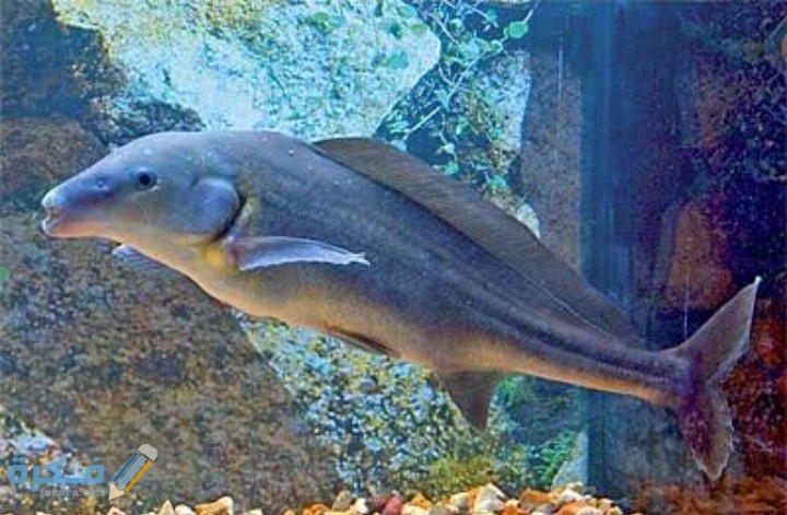 IMG ٢٠٢٠٠٩١٦ ٢٠١٢٤٧