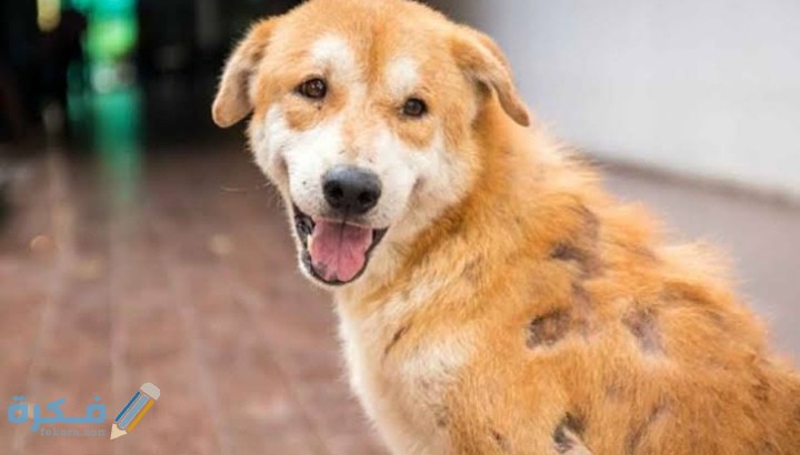 IMG ٢٠٢٠٠٩١٦ ٢٠١٥٠٢