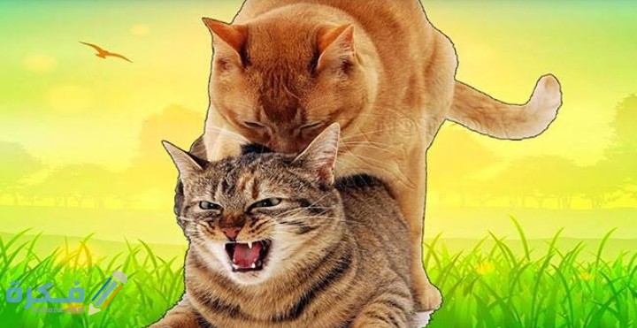 IMG ٢٠٢٠٠٩١٧ ١٨٤٥٣٧