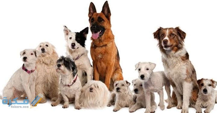 IMG ٢٠٢٠٠٩١٧ ١٨٤٦١٧