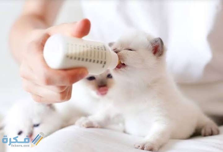 IMG ٢٠٢٠٠٩١٧ ١٨٤٨٠٠