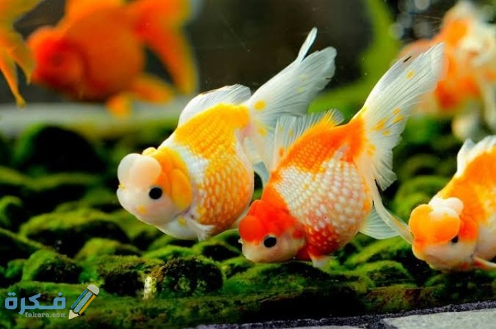 IMG ٢٠٢٠٠٩١٧ ١٨٤٩١٠