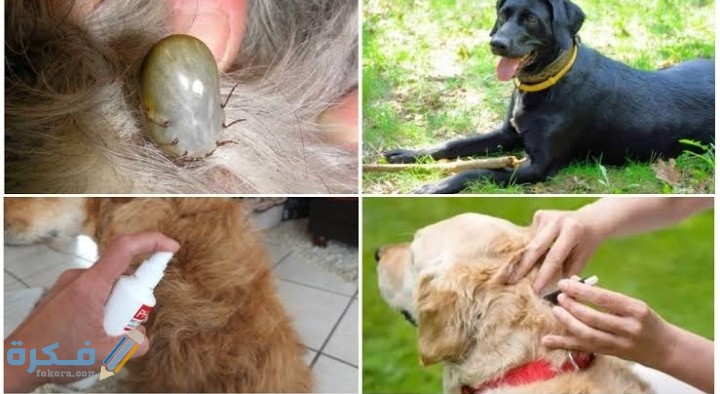 IMG ٢٠٢٠٠٩١٧ ١٨٤٩٥٥