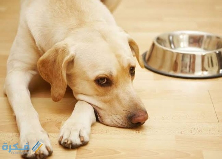 IMG ٢٠٢٠٠٩١٧ ٢٢٣٦٥٦