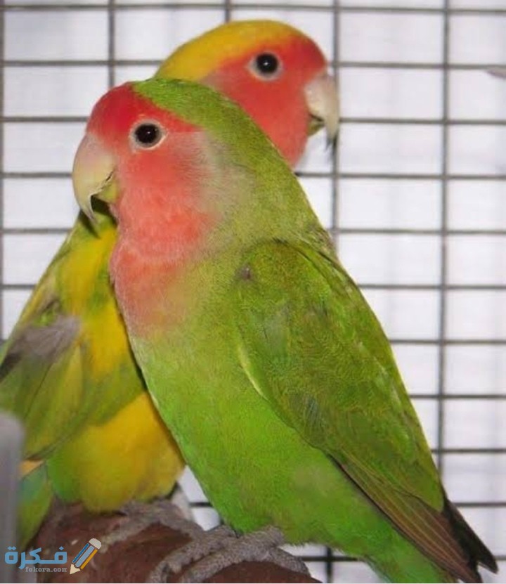 IMG ٢٠٢٠٠٩١٩ ٠٠٢٨٠٨