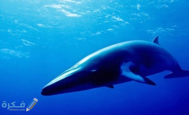 IMG ٢٠٢٠٠٩١٩ ٠٠٣٢٠٧