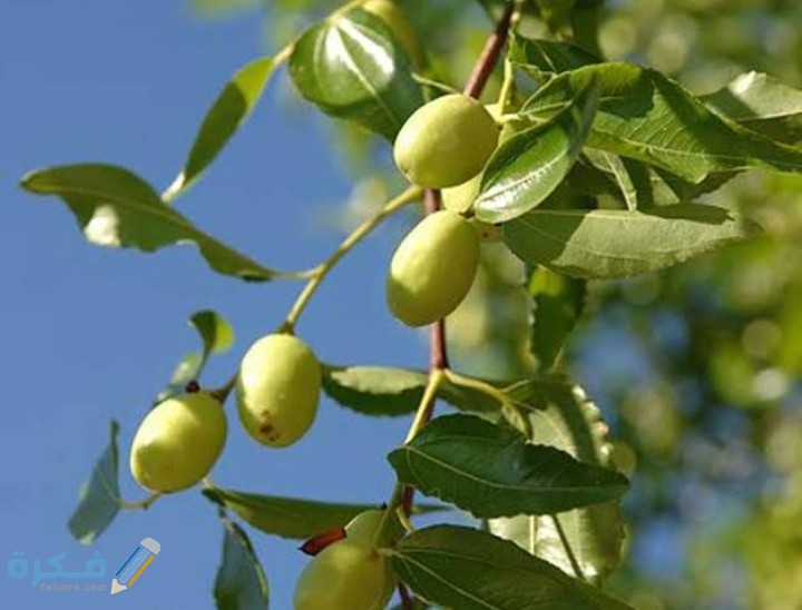 ما هو نبات السدر 7 IMG ٢٠٢٠٠٩١٩ ٢٣٠٢٤٠