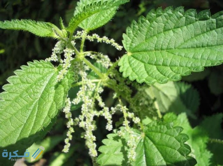 IMG ٢٠٢٠٠٩١٩ ٢٣٠٤٠٣