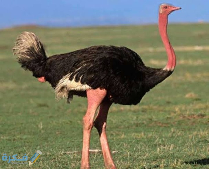 ما هو اكبر طائر في العالم ؟ 4 IMG ٢٠٢٠٠٩٢١ ٢١٥٤١٩