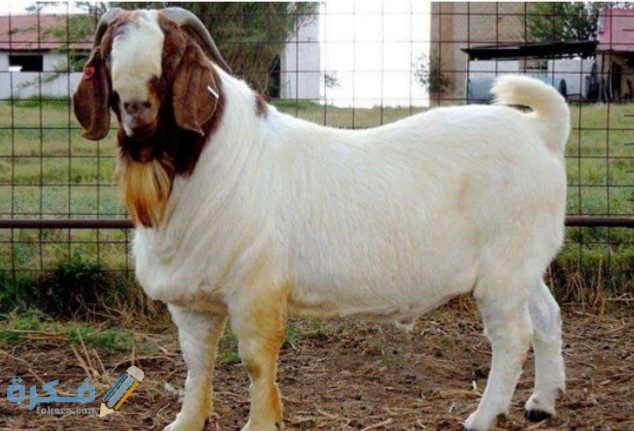 IMG ٢٠٢٠٠٩٢٢ ١٨٢٧٥٣