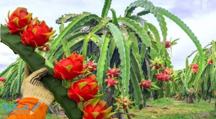 IMG ٢٠٢٠٠٩٢٣ ١١١٣١٩