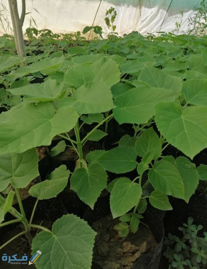 IMG ٢٠٢٠٠٩٢٣ ١٨٤٤١٧