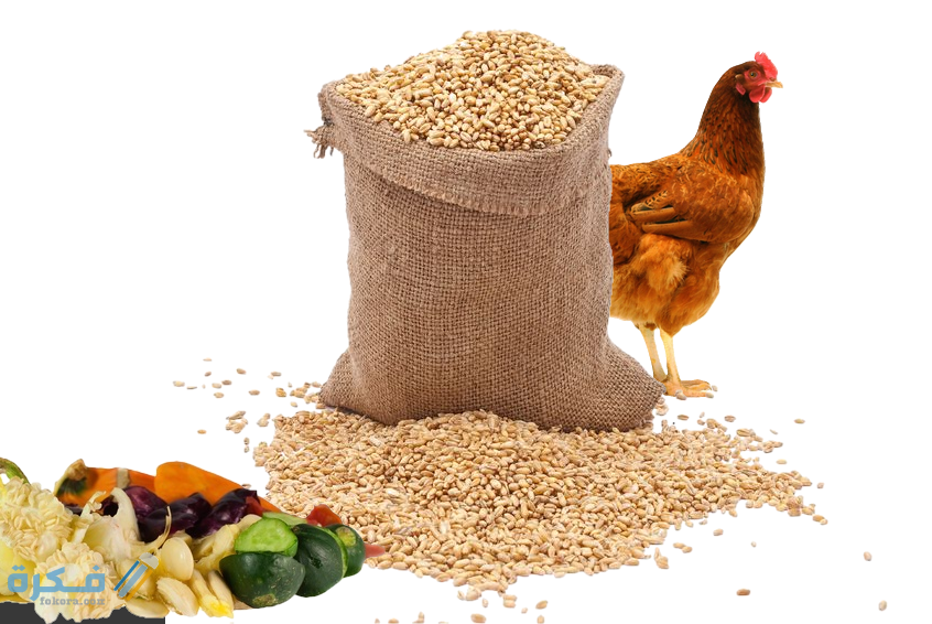 علف الدجاج البلدي