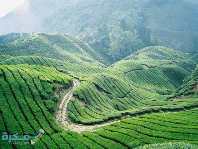 مرتفعات كاميرون هايلاند ماليزيا