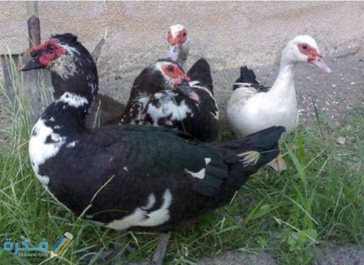 فكرة مشروع تربية البط في المنزل 4 IMG ٢٠٢٠١٠٠٨ ١٨٥٧٤٣