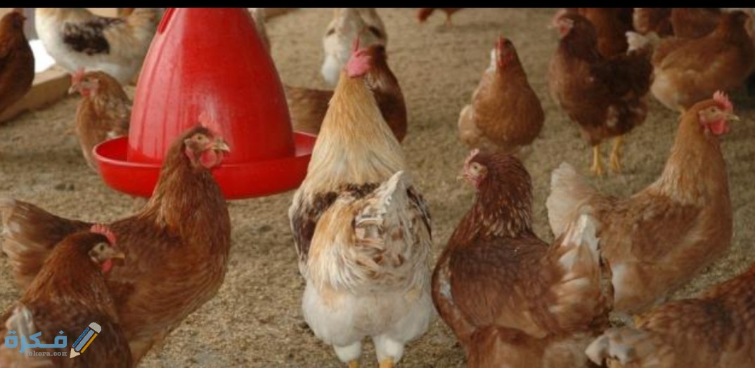 IMG ٢٠٢٠١٠١٠ ١١٣٢٠٤