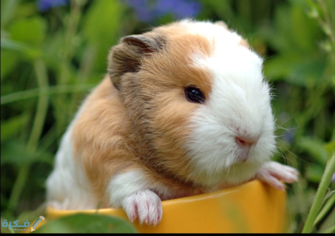 صور خلفيات حيوانات أليفة 2026 7 IMG ٢٠٢٠١٠٢٢ ١١١٤١٢