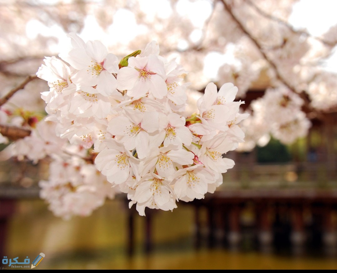 IMG ٢٠٢٠١٠٢٣ ١١٥٩٥٨ 1