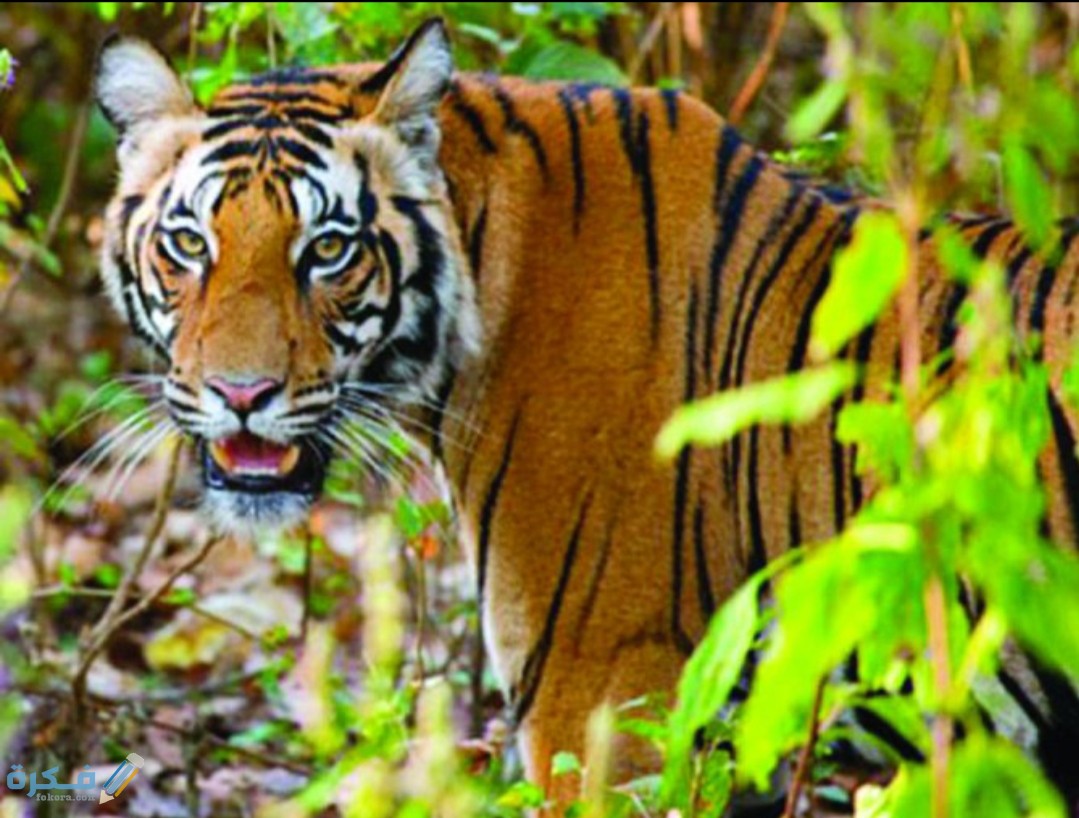 IMG ٢٠٢٠١٠٣١ ٠٦١٥٠٦