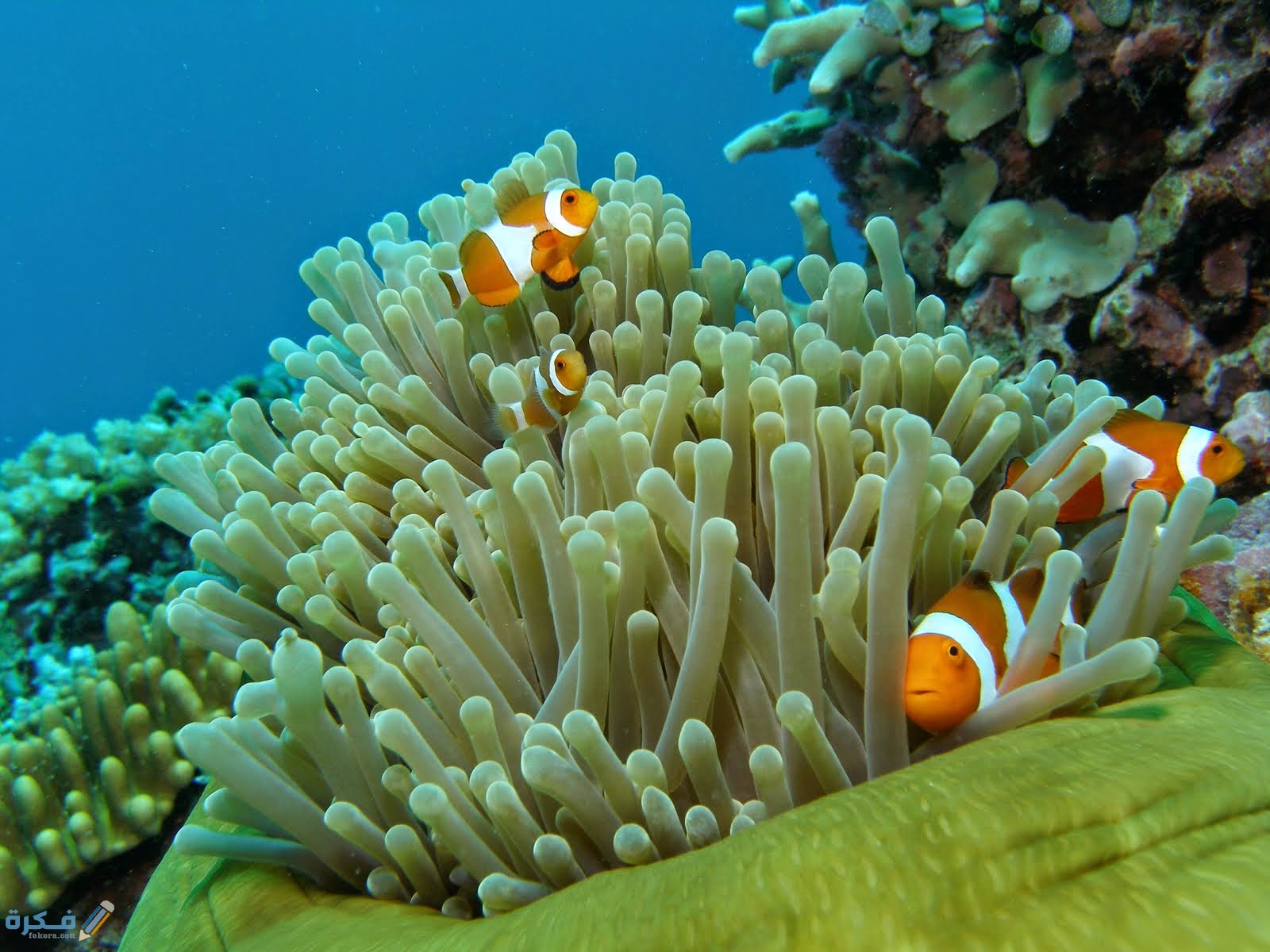 اسماء افضل المزارات السياحية في تيومان