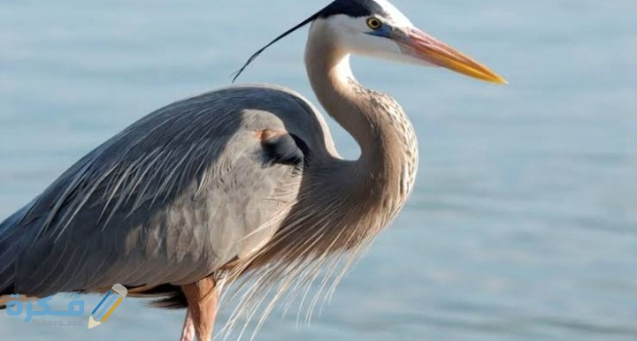 IMG ٢٠٢٠١١١٨ ٢٣٥٢٥٦