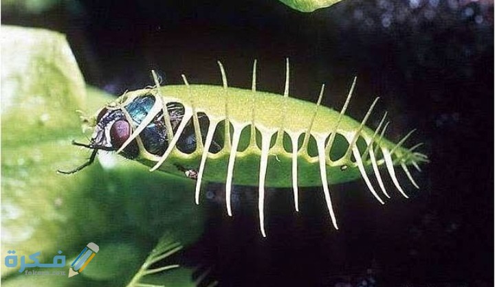 IMG ٢٠٢٠١١٢٧ ٠١٠٣٠٠