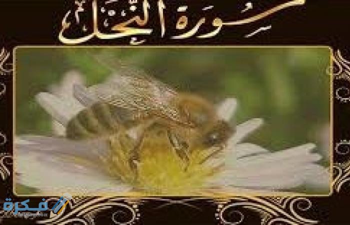 فضل قراءة سورة النحل 3 medium 2020 04 01 b8e4de43ac