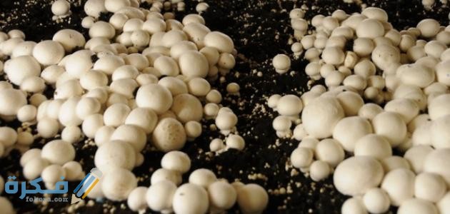 زراعة عيش الغراب في المنزل