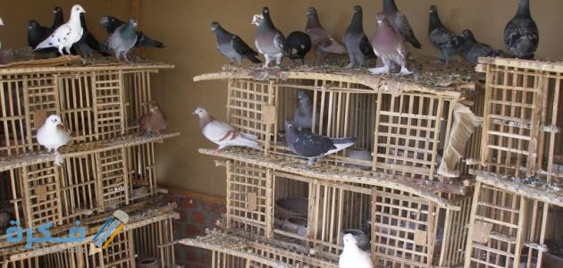 طريقة تربية الحمام البلدي