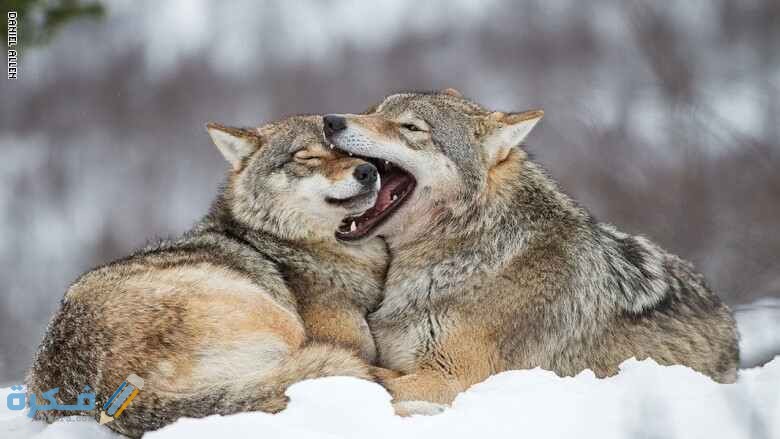 تنقل الذئاب في مجموعات من أنواع التكيف