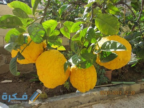 الاترجة والريحانة والحنظلة كلها من النباتات الطبية