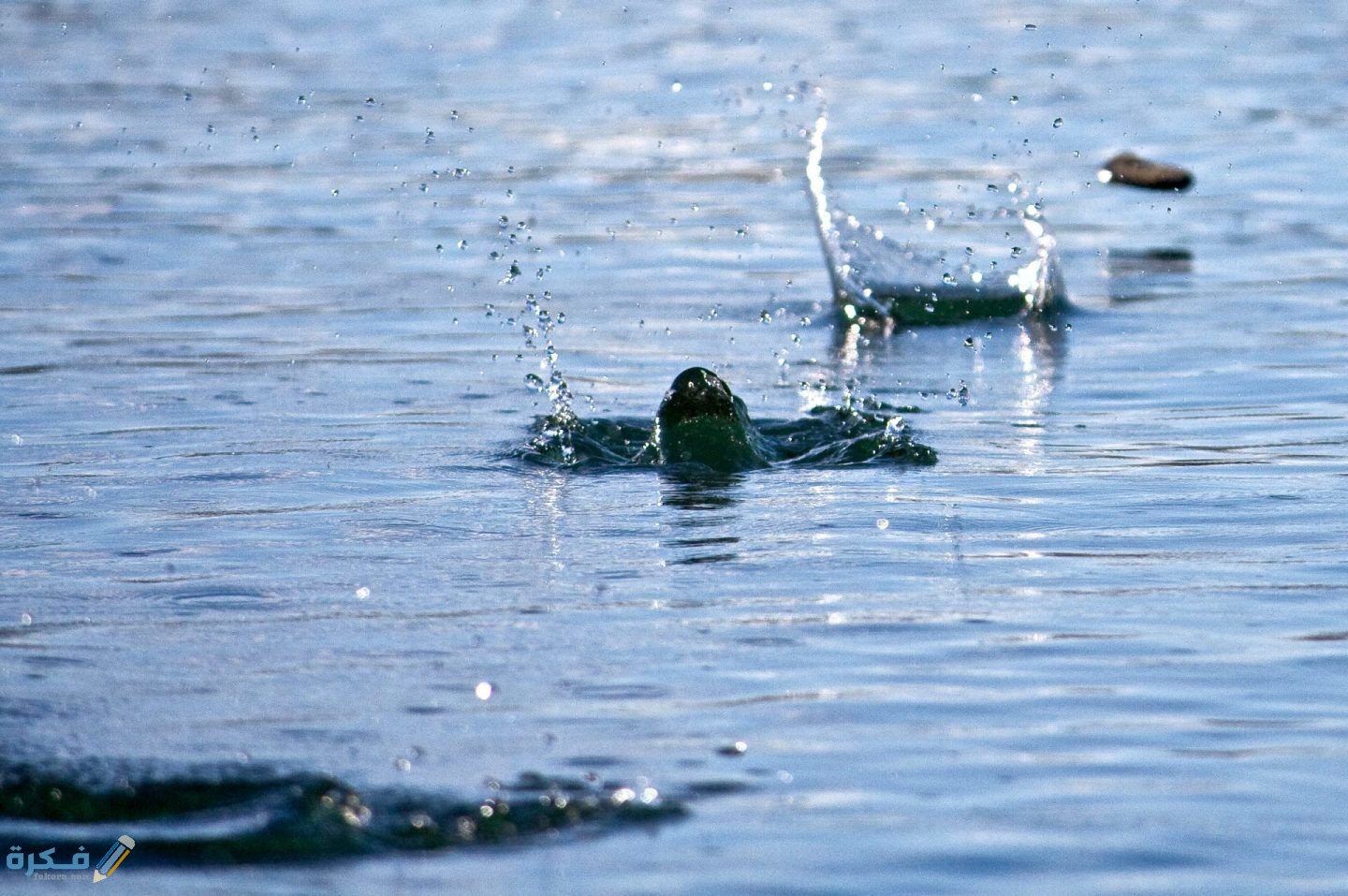 حركة الماء المستمره بين سطح الأرض والهواء تسمى