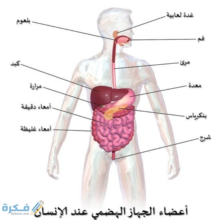 IMG ٢٠٢٠١٢٠٦ ٠٢٢١٣٠
