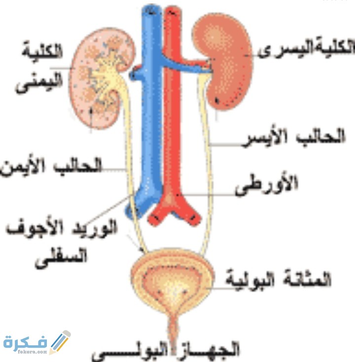 IMG ٢٠٢٠١٢٠٩ ٠٢٤٢١٦