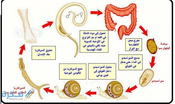 IMG ٢٠٢٠١٢١٠ ٠٢٢٤٣١