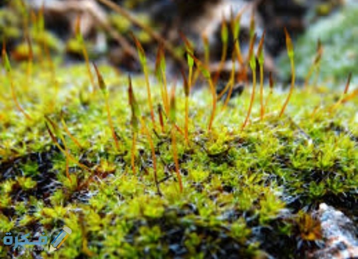 IMG ٢٠٢٠١٢١٤ ٠٠٥٨٤١