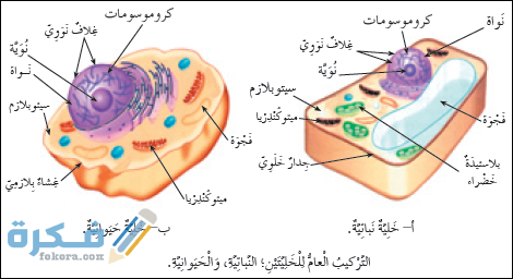 الخلية هي أكبر جزء في الكائن الحي وهو غير قادر على الحياة