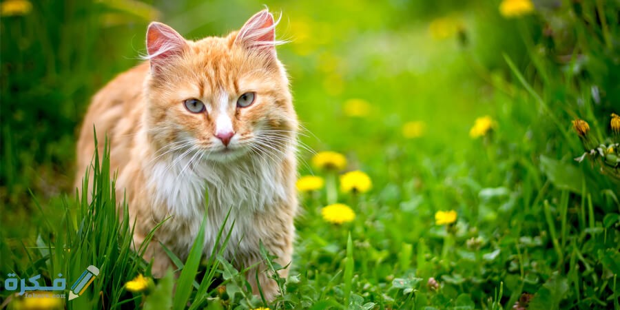 WBCL web 2014 blog outdoor cat safe