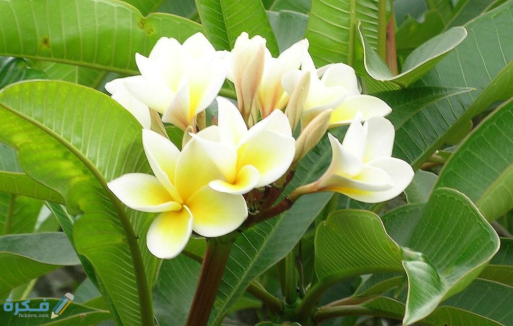 ما هي العوامل اللاحيوية الضرورية لنبات ما