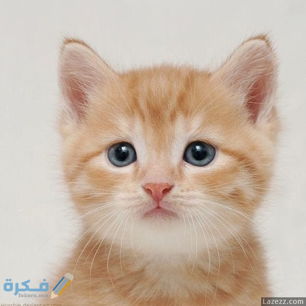 cute cats innocent face