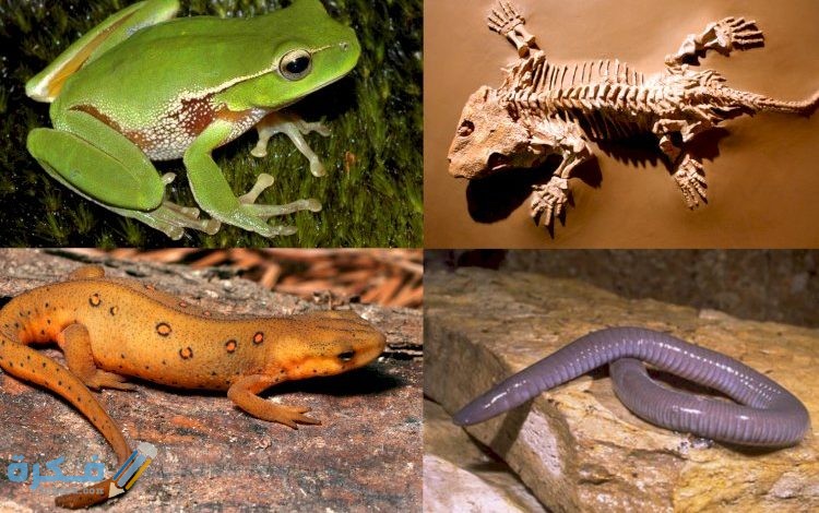 أي أنواع البرمائيات التالية له غدة سامة خلف رأسه تستخدم في إبعاد المفترسات ؟ 2 d8a3d98a d8a3d986d988d8a7d8b9 d8a7d984d8a8d8b1d985d8a7d8a6d98ad8a7d8aa d8a7d984d8aad8a7d984d98ad8a9 d984d987 d8bad8afd8a9 d8b3d8a7d985 5fcfc4ef18cf4 750x470 1