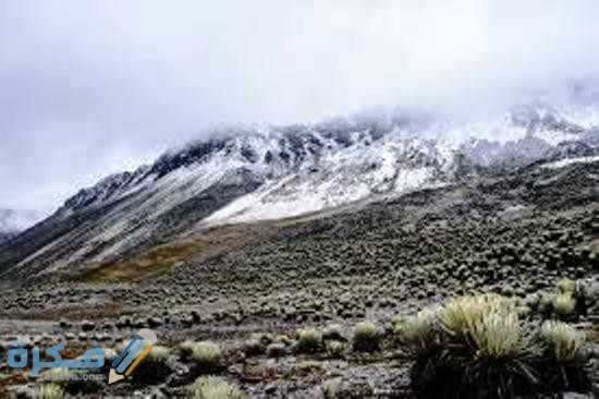 انواع النباتات البارده وخصائصها 3 مفهوم النباتات البارده